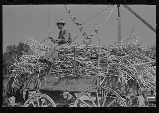 Farmer atop load of sugarcane, New Roads, Louisiana