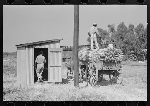 Load of sugarcane being weighed, New Roads, Louisiana