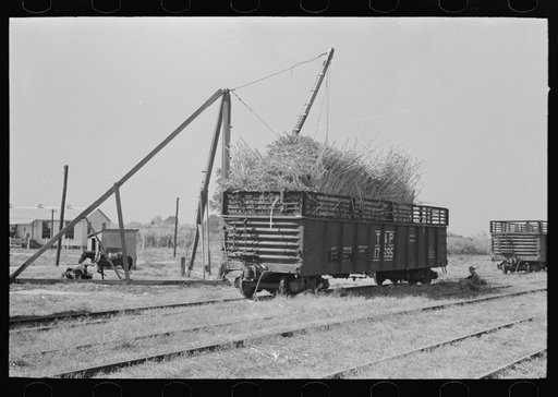 Untitled photo, possibly related to: Sugarcane loaded into gondola car, New Roads, Louisiana