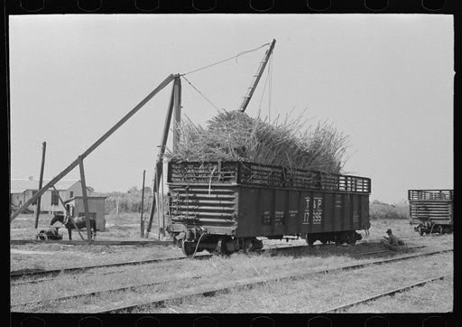 Sugarcane loaded into gondola car, New Roads, Louisiana