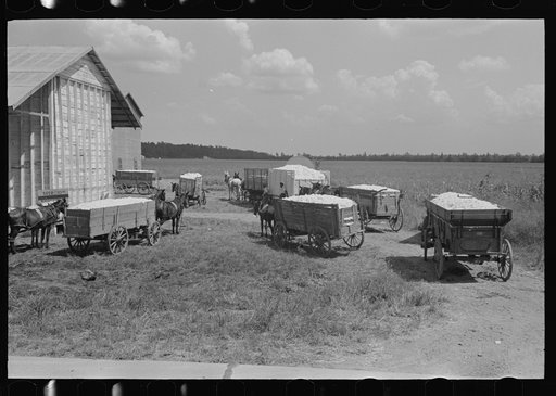 Wagons full of cotton waiting at the gin near Lehi, Arkansas