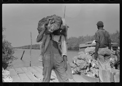 Untitled photo, possibly related to: Negro stevedore with sack of oysters on back, Olga, Louisiana