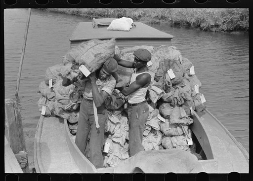 Unloading oysters from fisherman's boat, Olga, Louisiana