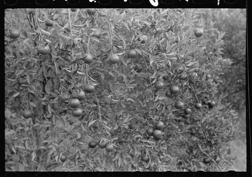 Oranges on trees, Boothville, Louisiana