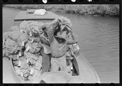 Unloading oysters from small boats, Olga, Louisiana
