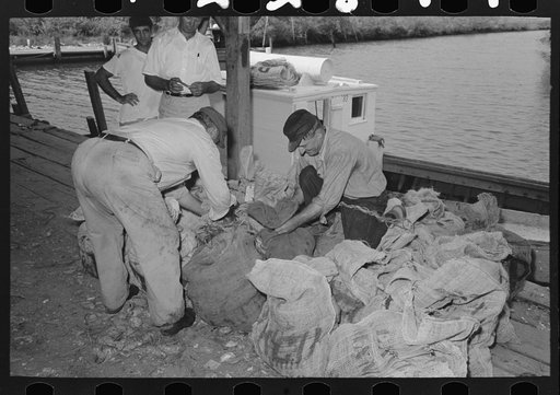 Tying sacks of oysters and attaching tags, Olga, Louisiana