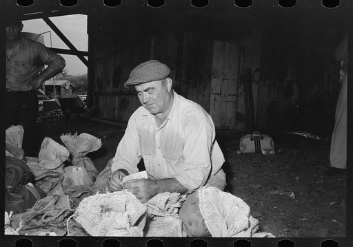 Attaching shipping labels to sacks of oysters, Olga, Louisiana
