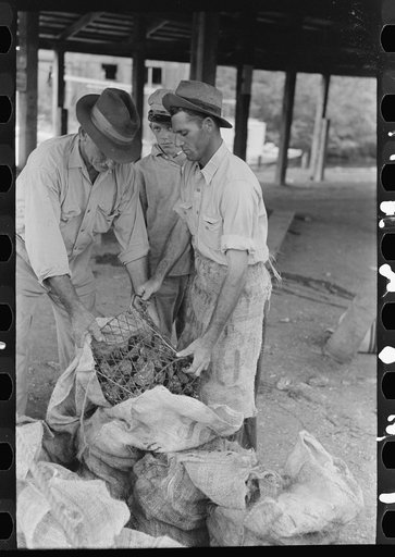 Dumping oysters into sacks from wire baskets, Olga, Louisiana
