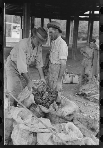 Untitled photo, possibly related to: Dumping oysters into sacks from wire baskets, Olga, Louisiana