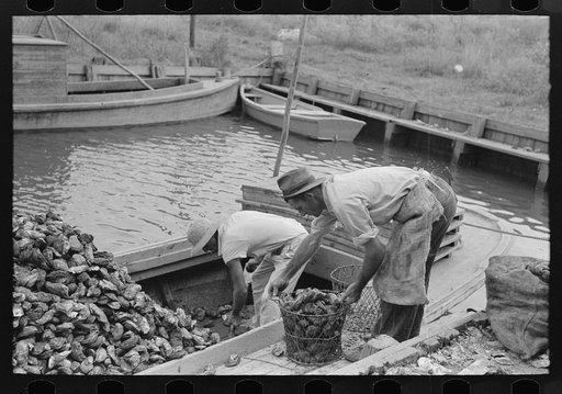 Untitled photo, possibly related to: Dumping oysters into sacks from wire baskets, Olga, Louisiana