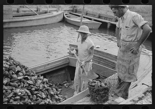 Untitled photo, possibly related to: Dumping oysters into sacks from wire baskets, Olga, Louisiana