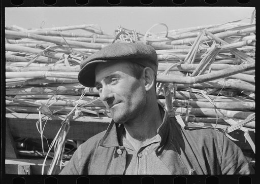 Sugarcane farmer near Delcambre, Louisiana
