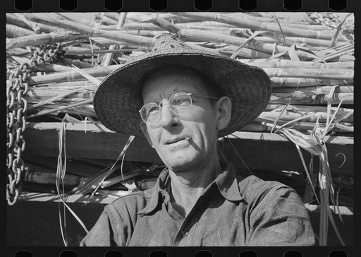 Untitled photo, possibly related to: Sugarcane farmer near Delcambre, Louisiana