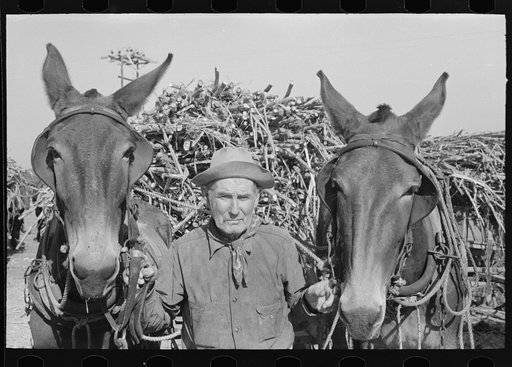 Untitled photo, possibly related to: Sugarcane farmer near Delcambre, Louisiana