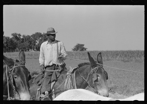 Mule driver of sugarcane plantation near New Iberia, Louisiana