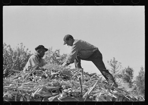 Untitled photo, possibly related to: Loading sugar cane onto truck by means of large scissors grab, in sugarcane field near New Iberia, Louisiana