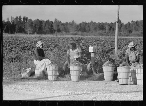 String bean pickers waiting along highway for trucks to pick them up, near Gibson, Louisiana