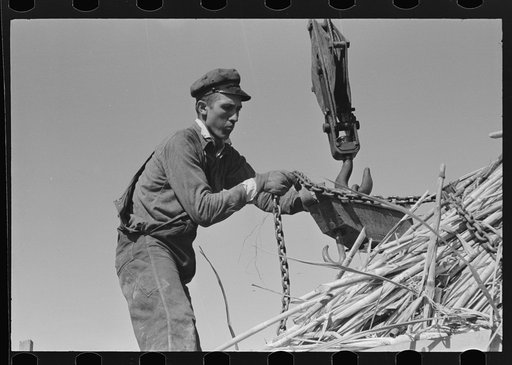 Loading sugarcane, Louisiana