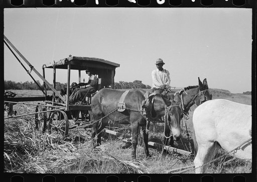 Part of machine developed by Negro for loading sugarcane onto trucks near New Iberia, Louisiana
