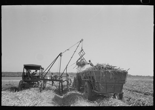 Loading sugarcane, Louisiana