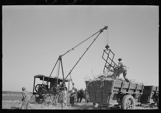 Untitled photo, possibly related to: Loading sugarcane, Louisiana