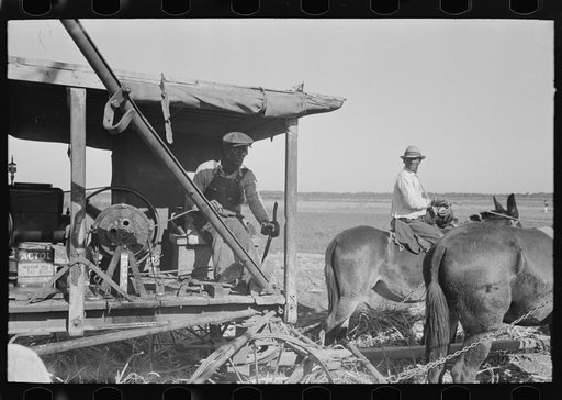 Untitled photo, possibly related to: Loading sugarcane, Louisiana