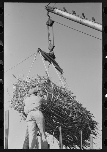 Removing batch of cane from truck at sugar mill near New Iberia, Louisiana
