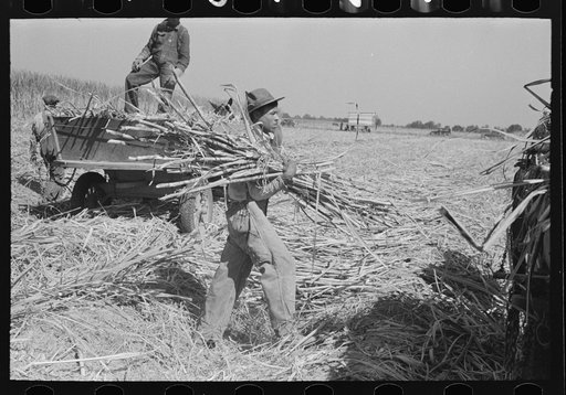 Untitled photo, possibly related to: Loading sugarcane, Louisiana