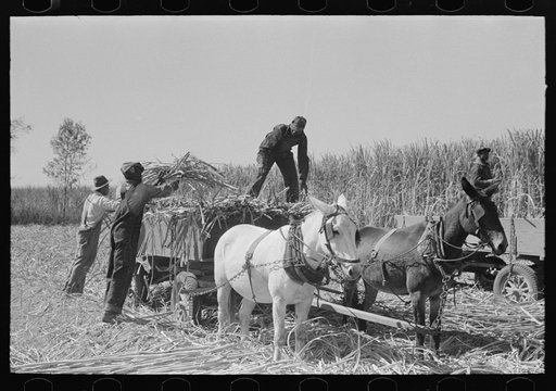 Loading sugarcane, Louisiana