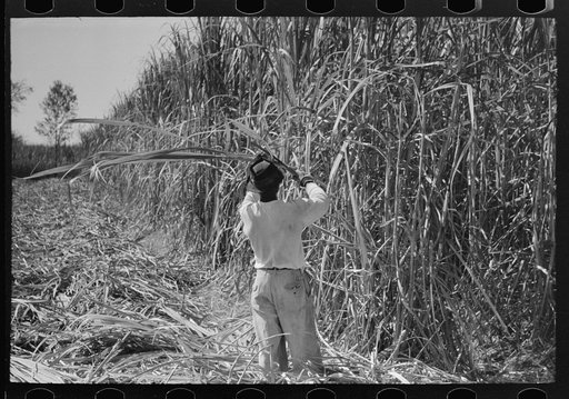 Cutting sugarcane in field near Lafayette, Louisiana
