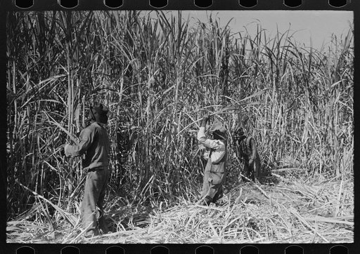 Untitled photo, possibly related to: Cutting sugarcane in field near Lafayette, Louisiana