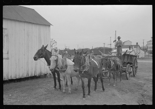 Mules and wagon, Port Barre, Louisiana