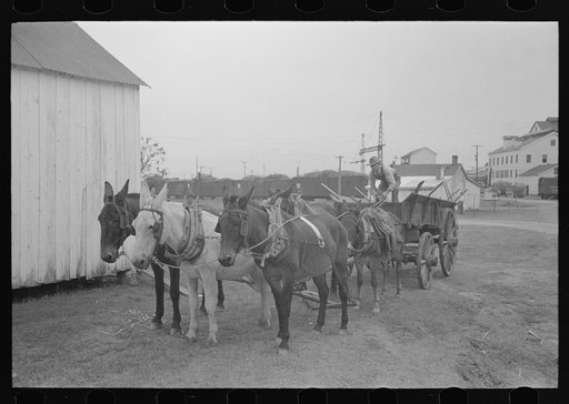 Untitled photo, possibly related to: Mules and wagon, Port Barre, Louisiana