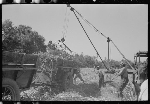 Sugarcane being unloaded onto trailer truck by means of a machine developed by Negro worker near New Iberia, Louisiana