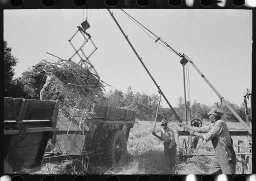 Untitled photo, possibly related to: Sugarcane being unloaded onto trailer truck by means of a machine developed by Negro worker near New Iberia, Louisiana