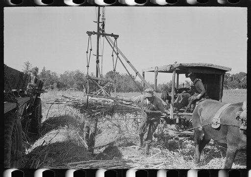 Untitled photo, possibly related to: Sugarcane being unloaded onto trailer truck by means of a machine developed by Negro worker near New Iberia, Louisiana