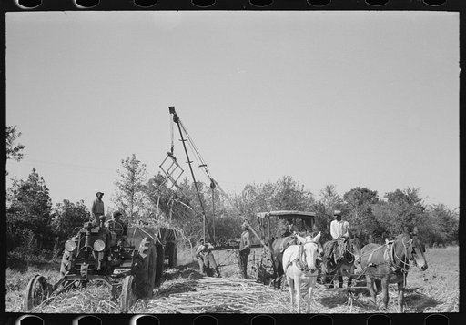 Untitled photo, possibly related to: Loading sugarcane near New Iberia, Louisiana