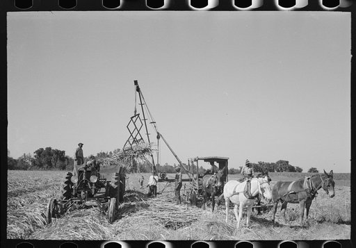 Loading sugarcane near New Iberia, Louisiana