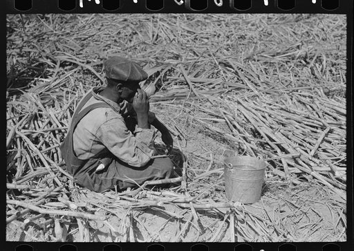 Negro sugarcane worker drinking water in the field near New Iberia, Louisiana
