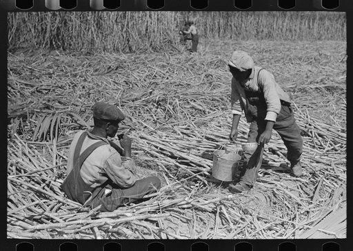 Untitled photo, possibly related to: Negro sugarcane worker drinking water in the field near New Iberia, Louisiana