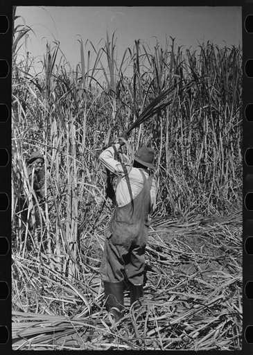 Cutting sugarcane near New Iberia, Louisiana