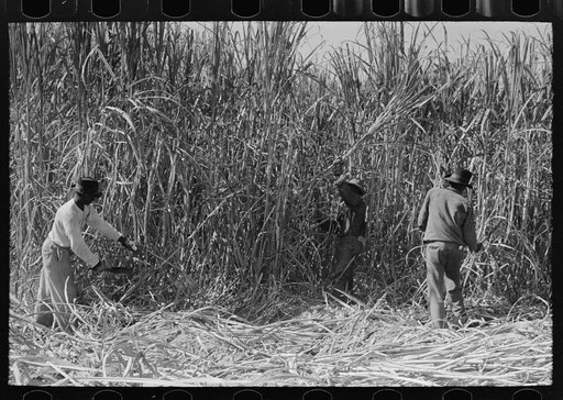 Untitled photo, possibly related to: Cutting sugarcane near New Iberia, Louisiana