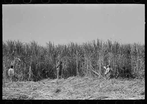 Cutting sugarcane near New Iberia, Louisiana