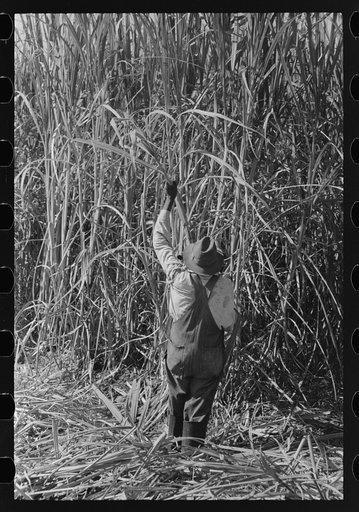 Untitled photo, possibly related to: Cutting sugarcane in field, near New Iberia, Louisiana