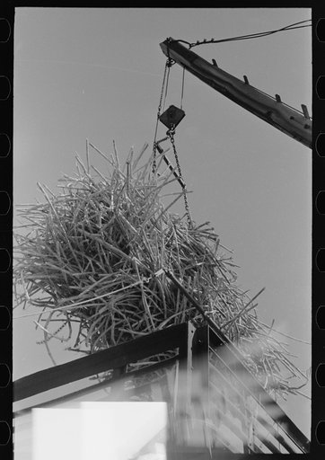 Untitled photo, possibly related to: Loading sugarcane from farmer's wagon onto railroad car, near Broussard, Louisiana