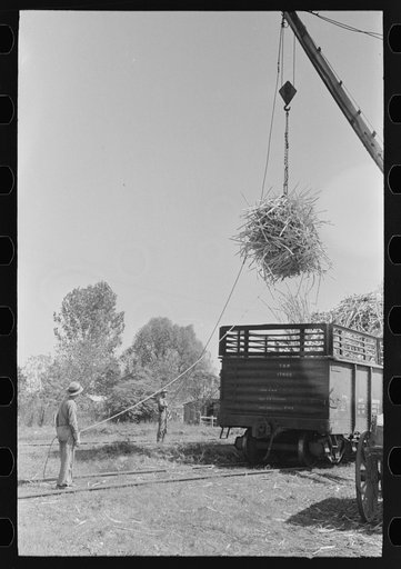 Untitled photo, possibly related to: Loading sugarcane from farmer's wagon onto railroad car, near Broussard, Louisiana