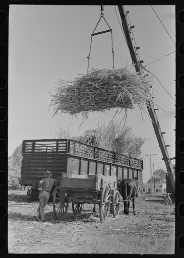 Loading sugarcane from farmer's wagon onto railroad car, near Broussard, Louisiana