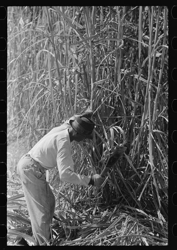 Untitled photo, possibly related to: Sugarcane cutter and waterboy in field near New Iberia, Louisiana