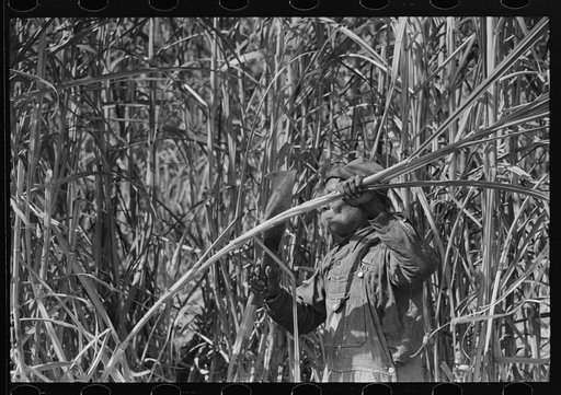 Untitled photo, possibly related to: Sugarcane cutter and waterboy in field near New Iberia, Louisiana