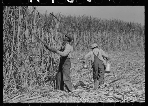 Sugarcane cutter and waterboy in field near New Iberia, Louisiana
